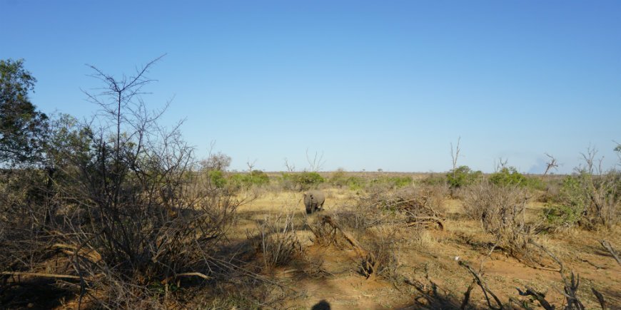 Kasvokkain sarvikuonon kanssa Krugerin kansallispuistossa