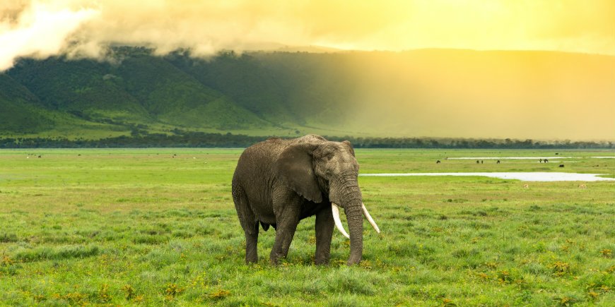 Ngorongoro