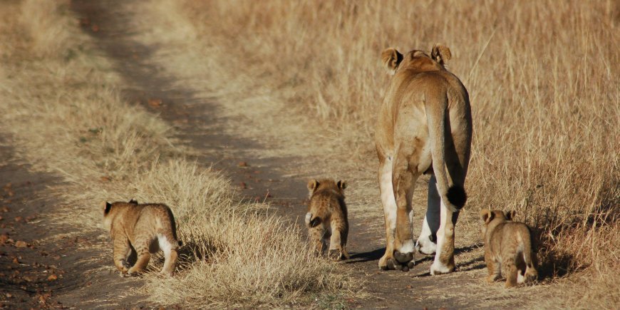 Masai Mara, Kenia