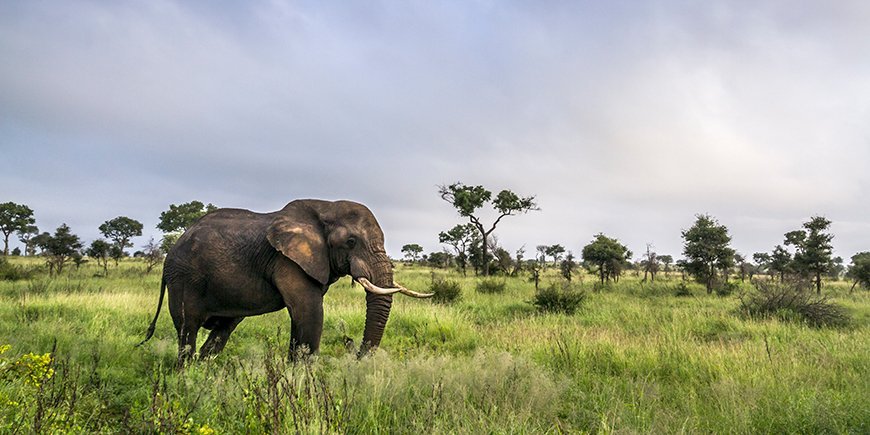 Norsu, kruger