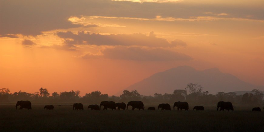 Norsuja, Amboseli