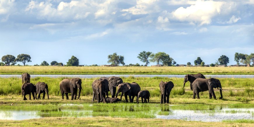 Norsuja, Chobe