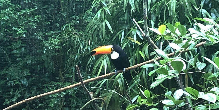 Toucan