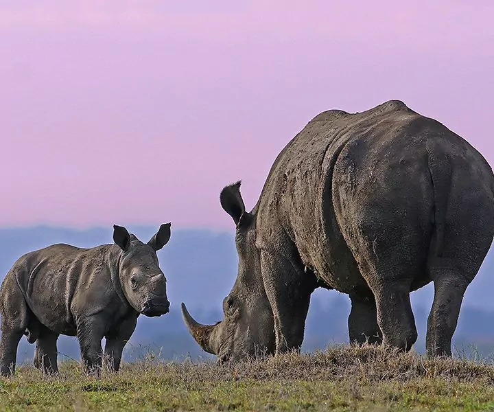 Big Five -safari