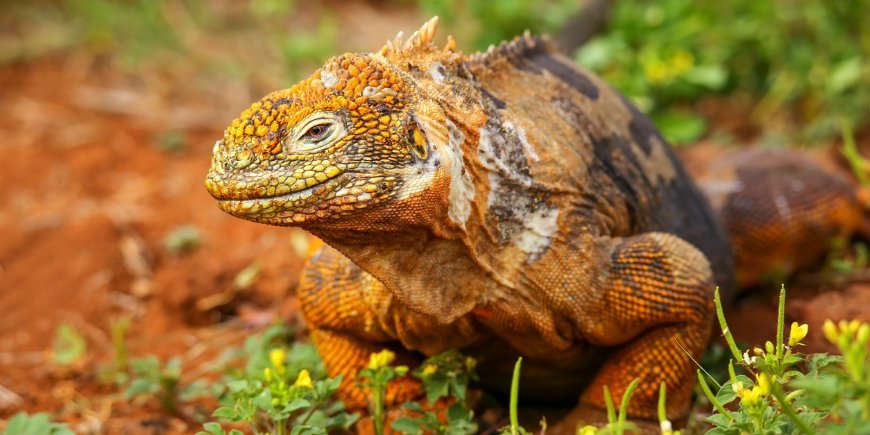 Land iguana Galapagos