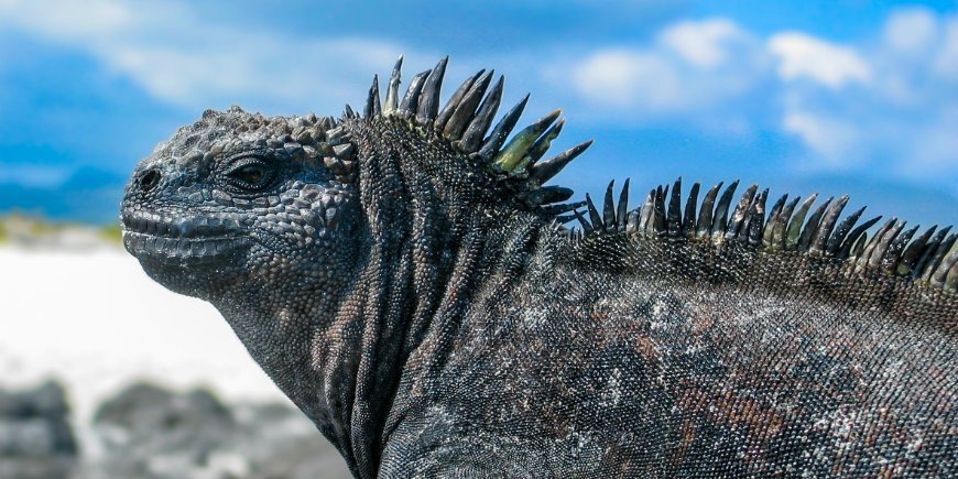 Marine iguana Galapagos