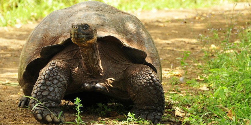 Galapagos tortoise