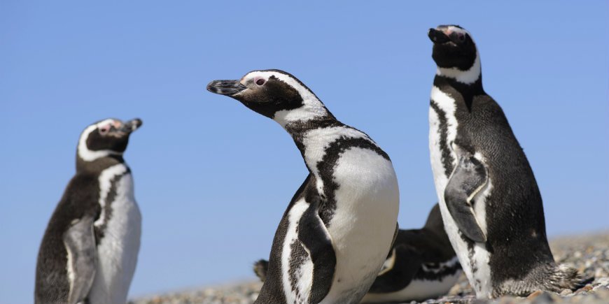 Penguin Galapagos