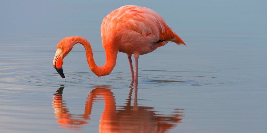 Flamingo Galapagos