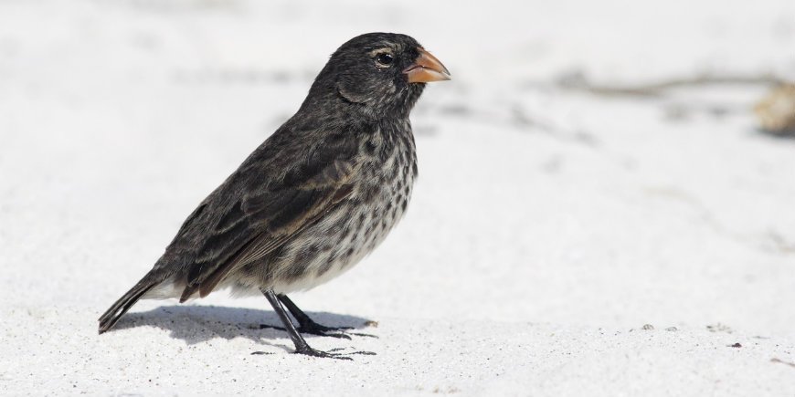 Darwin’s finches Galapagos