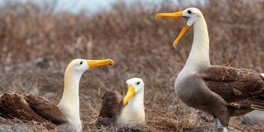 Galapagosinalbatrossi