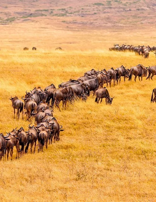 Karibu Kenia & rantaloma Mombasassa