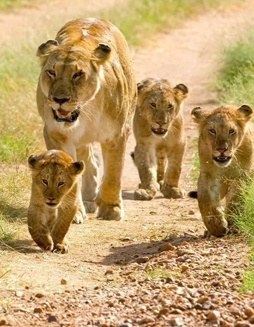 Masai Maran fly-in safari & luksusrantaloma Diani Beachilla