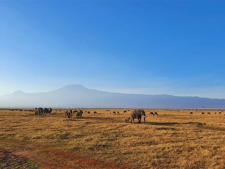 Karibu Kenia safari