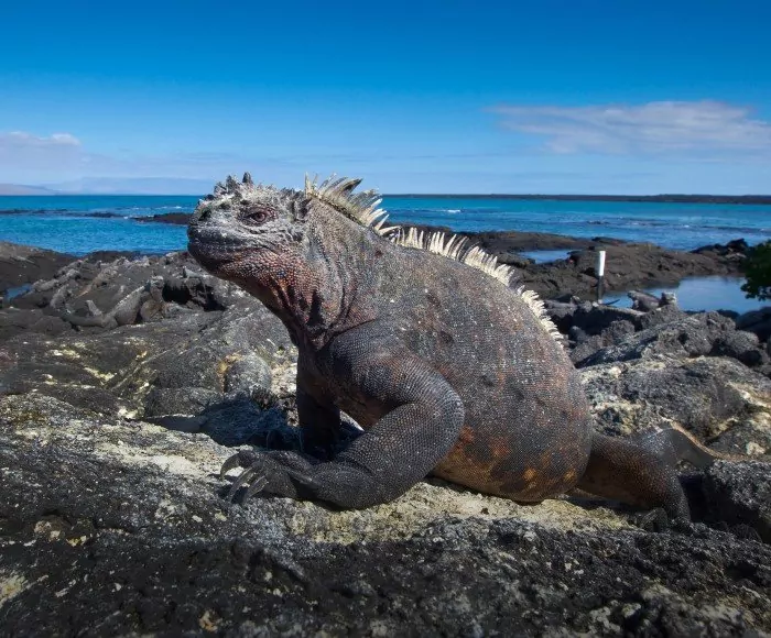 Ecuadorin kohokohdat ja saarihyppely Galapagossaarilla