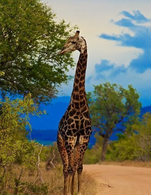 Safari Krugerissa, Kapkaupunki & rantaloma Mauritiuksella