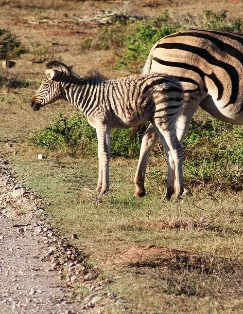 Malariavapaa safari Etelä-Afrikassa & Kapkaupunki