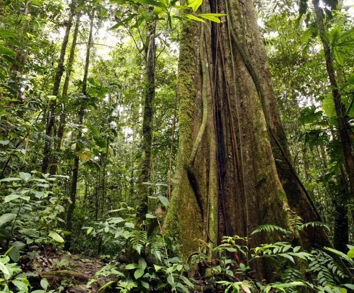 Ecuador, Amazon & risteily Galápagossaarilla