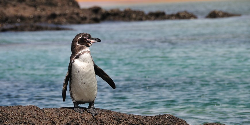 pingviini