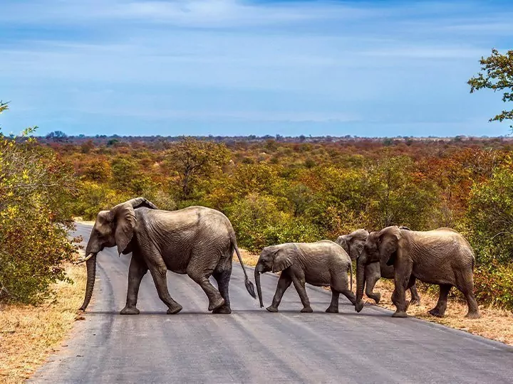 Safari Krugerissa, Kapkaupunki & Garden Route