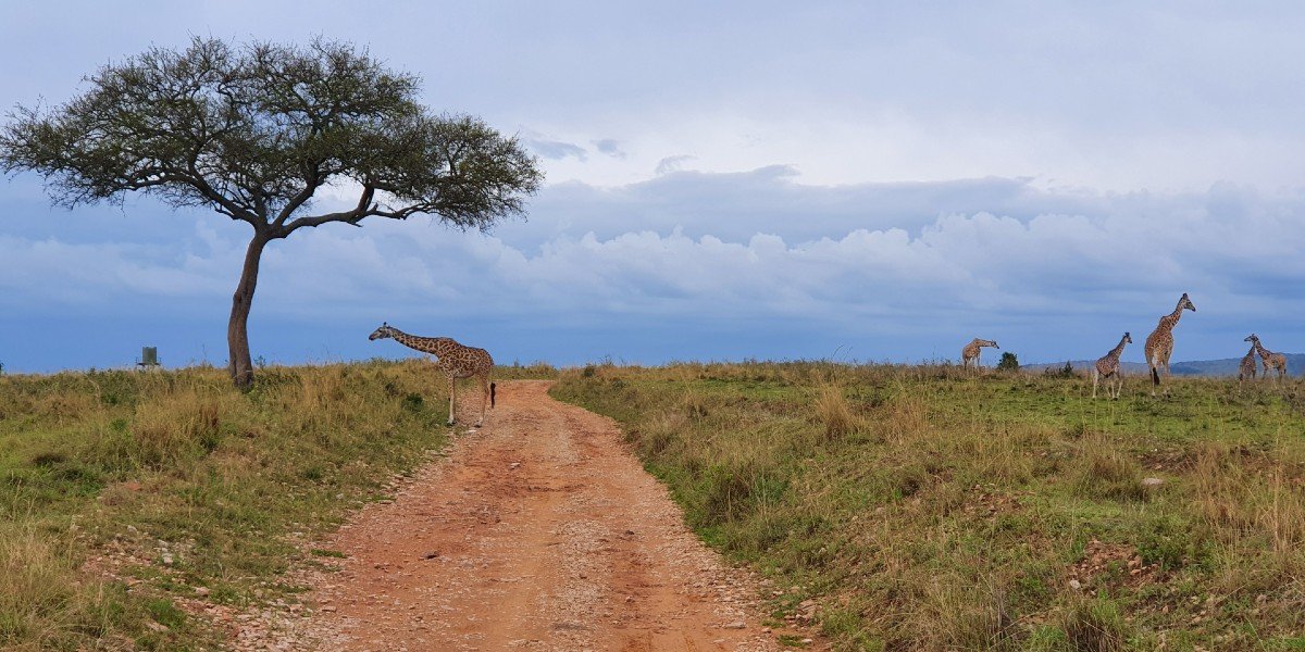 kirahvit masai marassa