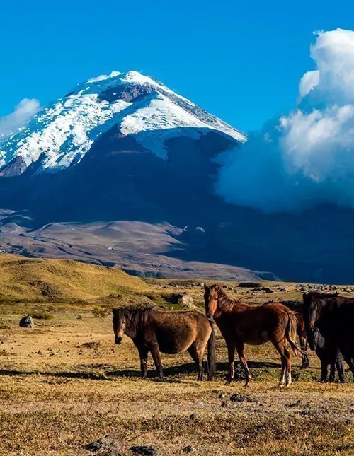 Ecuadorin kohokohdat ja saarihyppely Galapagossaarilla