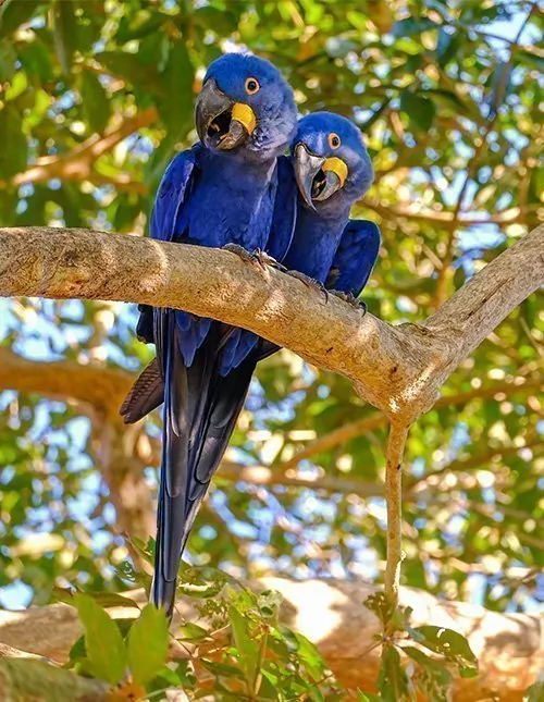 Brasilian luonto & eläimet