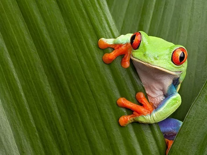 Costa Rican kohokohdat ja rantaloma Manuel Antoniossa