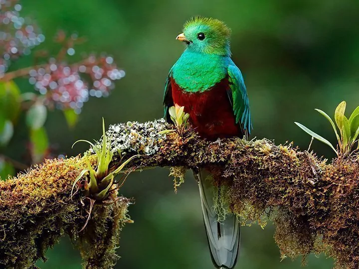 Costa Rican kohokohdat ja rantaloma Sámarassa