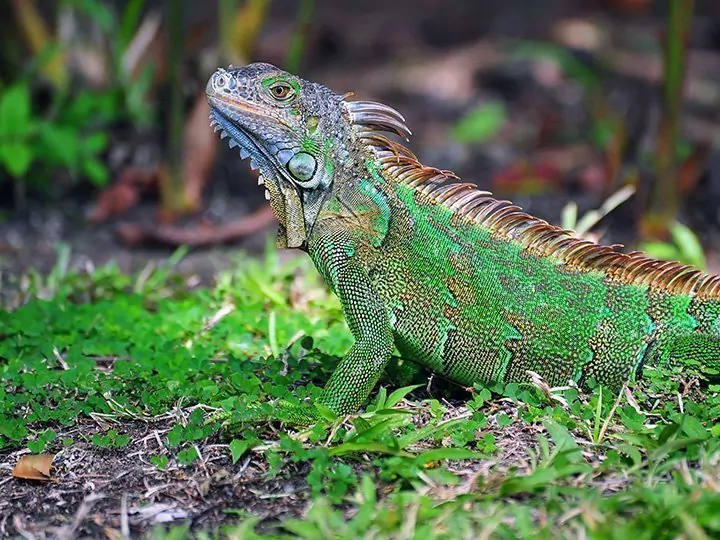 Autoloma – Costa Rican kohokohdat ja rantaloma Manuel Antoniossa