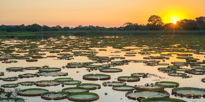 2 Pantanal Wetland Brazil R