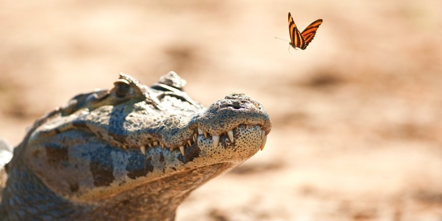 5 Caiman Pantanal R