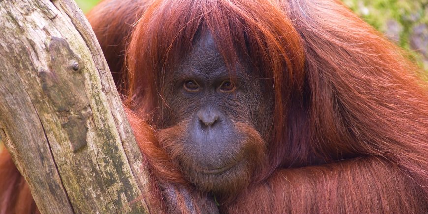 Oranki Sumatra