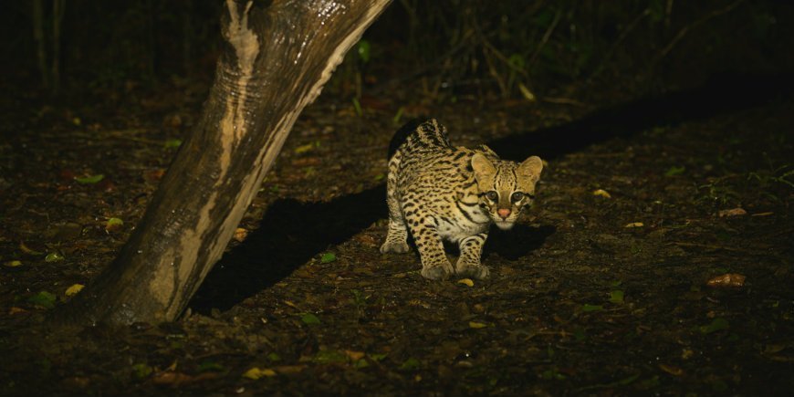 9 Ocelot Pantanal R