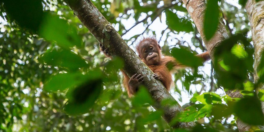 Bukit Lawang Sumatrassa