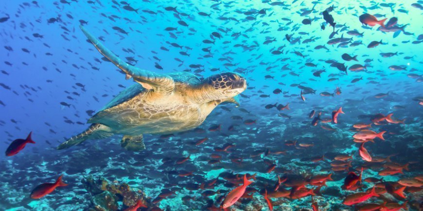 Galapagos diving