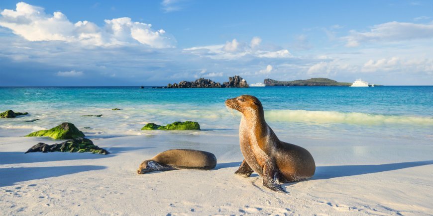 Galapagos sea lion