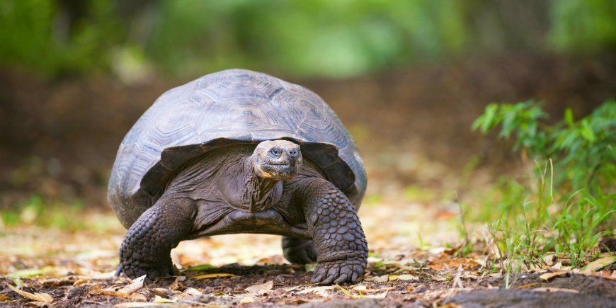 Galapagos turtle