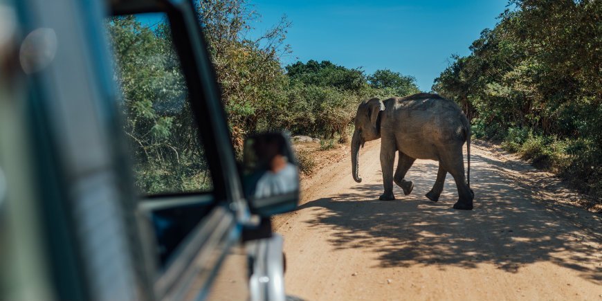 Koe norsuja safarissa