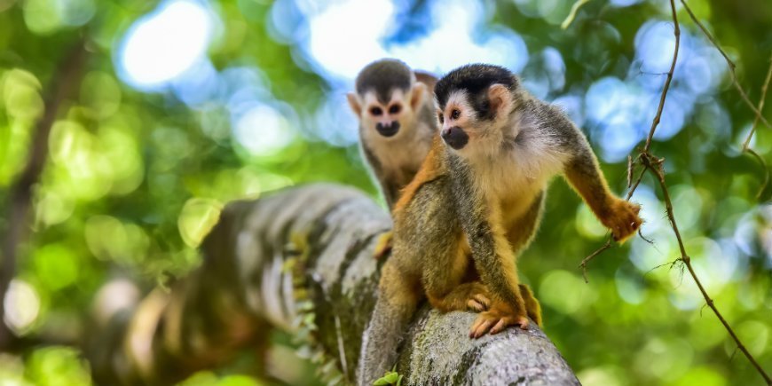 Manuel Antonio