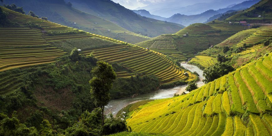 Ricefields in Chiang Mai