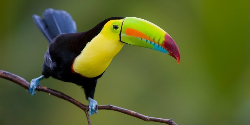 Toucan