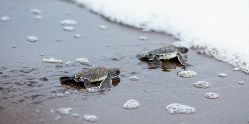 baby turtles, Tortuguero National Park