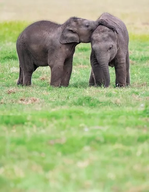 Sri Lankan kulttuuri ja luonto & rantaloma Trincomaleessa
