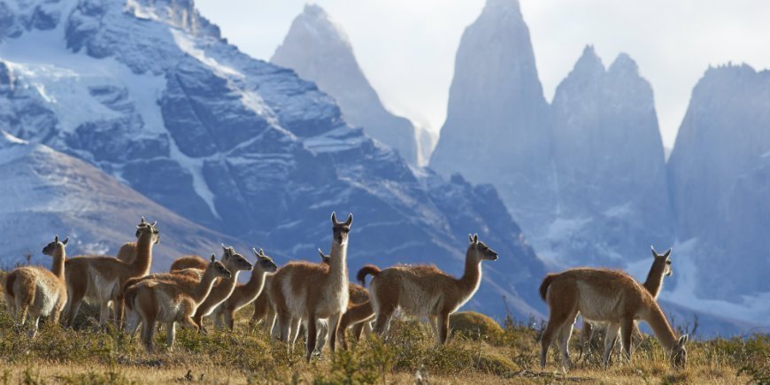 guanacos