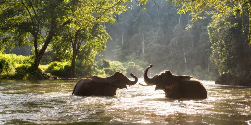 norsut kylvävät joessa