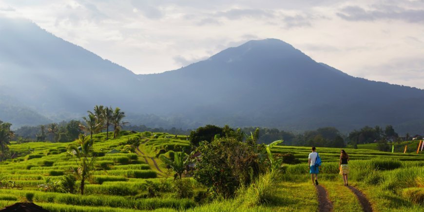 riisipelto, Ubud