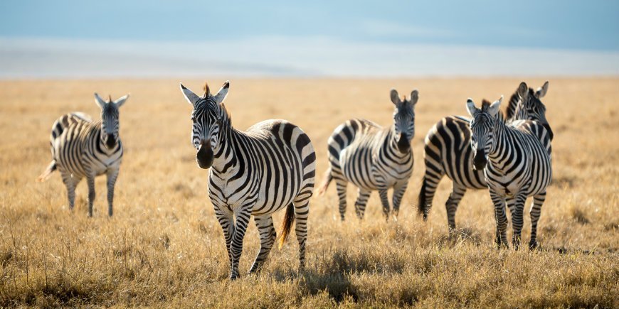 seepra-parvi, serengeti
