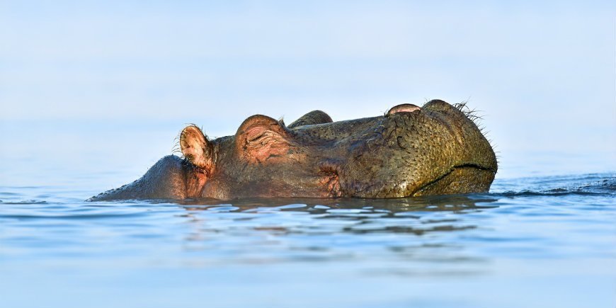 virtahepo, Lake Naivasha