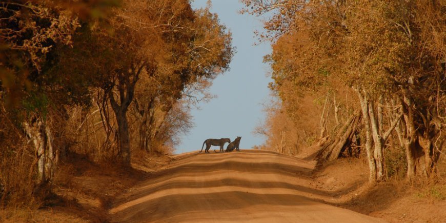 Leopardeja Yalan kansallispuistossa